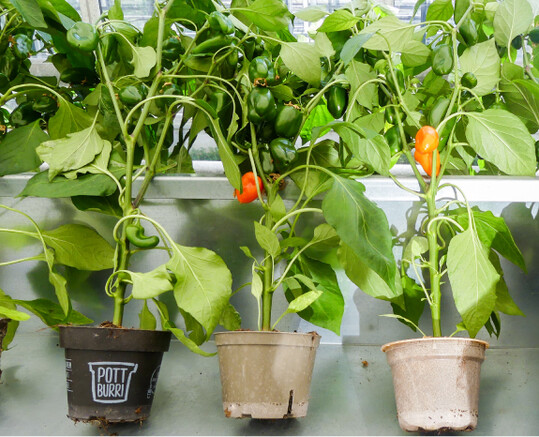 Drei verschiedene bioabbaubare Kulturtpfe (von links): Pottburri (Golden Compound), Bioform (Pulp-Tec Compund), Plenta (vormals HanFi, Evolutio)
