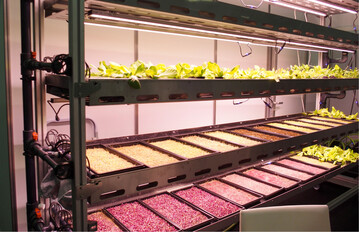 Food & Energy Campus Gro Gerau produziert Microgreens.