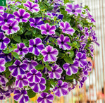 Surfinia ‘Lagoon Blue Star’ (MNP/Suntory)