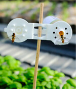 Schwebfliegen benötigen Flugbenzin", das sie hier in Form von Honig aus der Schlupfwespenverpackung tanken.