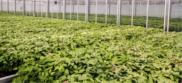 Phytoseiulus-Produktion im Gewchshaus bei Katz Biotech