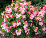 Begonia Tophat Rose Bicolor
