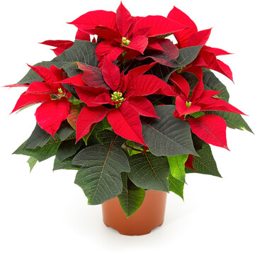 Das Ziel sind Qualitts-Poinsettien aus torfreduzierter Produktion.