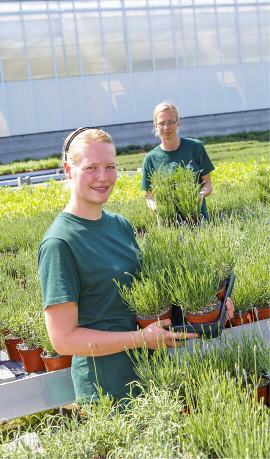Beim Anbau von Topfkrutern sind torfreduzierte Substrate besonders gefragt.