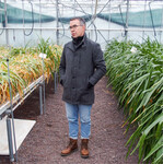 Die Versuche mit Nerine (links) und Amarine in Straelen sind beendet, erklärte Peter Tiede-Arlt.