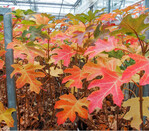 Bunte Hydrangea-Blätter lassen sich für den Schnitt verwenden.