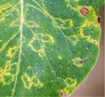 Ringfleckenvirus an Flieder