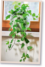 Das Projekt „GreenBee Kids" bringt Grundschulkinder mit Grünpflanzen in Kontakt.