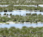 Die Industrie vernässt und renaturiert seit mehr als 30 Jahren professionell die ehemaligen Torfabbauflächen und kann so auf Fachkenntnisse bei der Transformation landwirtschaftlicher Flächen zurückgreifen.