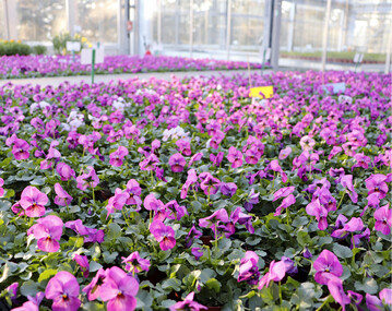 Links: Versuchsflche mit Viola cornuta Rocky Plum Antique an der LWG Veitshchheim