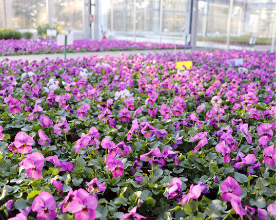 Links: Versuchsflche mit Viola cornuta Rocky Plum Antique an der LWG Veitshchheim