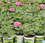 Mitte April sind in der Düllstädter Gärtnerei ganz unterschiedliche Kulturen zu finden: Letzte Partien von Frühjahrsblühern ebenso wie Chrysanthemen und Beet-Balkon-Pflanzen, beispielsweise Pelargonien für den Absatz in den Fachgartencentern von Dehner oder auch die beliebten Pink Kisses-Topfnelken. Dabei beeindruckt die durchweg gute und außerordentlich einheitliche Qualität bei allen Kulturen.