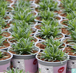 Mitte April sind in der Düllstädter Gärtnerei ganz unterschiedliche Kulturen zu finden: Letzte Partien von Frühjahrsblühern ebenso wie Chrysanthemen und Beet-Balkon-Pflanzen, beispielsweise Pelargonien für den Absatz in den Fachgartencentern von Dehner oder auch die beliebten Pink Kisses-Topfnelken. Dabei beeindruckt die durchweg gute und außerordentlich einheitliche Qualität bei allen Kulturen.