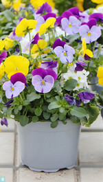 Mitte April sind in der Düllstädter Gärtnerei ganz unterschiedliche Kulturen zu finden: Letzte Partien von Frühjahrsblühern ebenso wie Chrysanthemen und Beet-Balkon-Pflanzen, beispielsweise Pelargonien für den Absatz in den Fachgartencentern von Dehner oder auch die beliebten Pink Kisses-Topfnelken. Dabei beeindruckt die durchweg gute und außerordentlich einheitliche Qualität bei allen Kulturen.