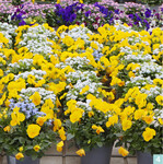 Mitte April sind in der Düllstädter Gärtnerei ganz unterschiedliche Kulturen zu finden: Letzte Partien von Frühjahrsblühern ebenso wie Chrysanthemen und Beet-Balkon-Pflanzen, beispielsweise Pelargonien für den Absatz in den Fachgartencentern von Dehner oder auch die beliebten Pink Kisses-Topfnelken. Dabei beeindruckt die durchweg gute und außerordentlich einheitliche Qualität bei allen Kulturen.