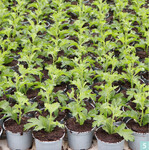 Mitte April sind in der Düllstädter Gärtnerei ganz unterschiedliche Kulturen zu finden: Letzte Partien von Frühjahrsblühern ebenso wie Chrysanthemen und Beet-Balkon-Pflanzen, beispielsweise Pelargonien für den Absatz in den Fachgartencentern von Dehner oder auch die beliebten Pink Kisses-Topfnelken. Dabei beeindruckt die durchweg gute und außerordentlich einheitliche Qualität bei allen Kulturen.