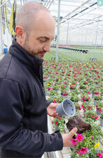 Mit dem patentierten CrazziCube-System hat sich Johannes Hartmann ein spannendes Alleinstellungsmerkmal bei gemischt bepflanzten Töpfen geschaffen. Vier große Jungpflanzen mit einem Wurzelballen, der den Querschnitt eines Viertelkreissegments hat, werden vom Topfroboter in den Endtopf zusammengebracht und entwickeln sich dort zügig und wüchsig weiter.