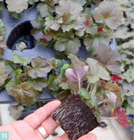 In den Trays können sich die später zusammengebrachten Einzelpflanzen erst einmal kulturindividuell entwickeln.