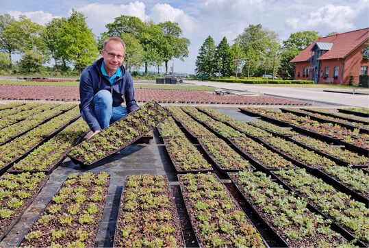 Thomas Viehweg vermehrt in seinem Familienbetrieb in Issum Mauerpfeffer-Arten (Sedum) fr die Dachbegrnung – solche Arbeitsfelder machen einen Arbeitgeber attraktiv.