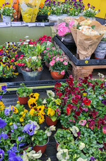 Noch interessiert es den Verbraucher kaum, wie viel Torf in den Töpfen steckt.