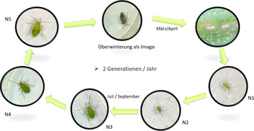 Der Lebenszyklus von Lygus rugulipennis beinhaltet fnf Nymphenstadien (N1 bis N5).