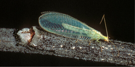 Adulte Chrysoperla carnea mit aufflliger Flgeladerung und Facettenaugen