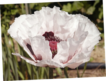 Papaver orientale Graue Witwe