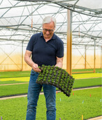 Seit 1991 produziert Jan Kapels in seinem Jungpflanzenbetrieb Calluna und Daboecia.