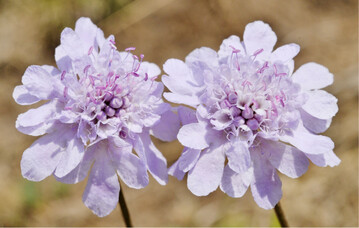 Bei der in Berlin und Brandenburg stark gefhrdeten Duft-Skabiose (Scabiosa canescens) helfen die dank molekularbiologischer Methoden gewonnenen Erkenntnisse der Wissenschaft bei der Populationssttzung sowie Wiederansiedlung.