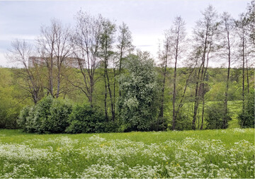 Das regenreiche Frhjahr sorgte fr ppig grnende und blhende Wiesen.
