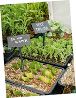 Hier gibt es klare Anweisungen in der Vermehrung.