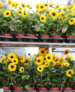 Das Kulturprogramm im Gartenbaubetrieb ist sehr breit, wie die Fotos von Mitte Juni zeigen. Ein umfangreiches Beet- und Balkonpflanzensortiment gehört in dieser Jahreszeit ebenso dazu wie Sommertopfpflanzen. Auch das Spektrum der Topfgrößen ist breit. Die Qualität in Ampeln und Töpfen zeigt: Auch für den LEH werden beste Pflanzen geliefert.