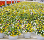 Das Kulturprogramm im Gartenbaubetrieb ist sehr breit, wie die Fotos von Mitte Juni zeigen. Ein umfangreiches Beet- und Balkonpflanzensortiment gehört in dieser Jahreszeit ebenso dazu wie Sommertopfpflanzen. Auch das Spektrum der Topfgrößen ist breit. Die Qualität in Ampeln und Töpfen zeigt: Auch für den LEH werden beste Pflanzen geliefert.