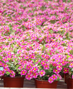 Das Kulturprogramm im Gartenbaubetrieb ist sehr breit, wie die Fotos von Mitte Juni zeigen. Ein umfangreiches Beet- und Balkonpflanzensortiment gehört in dieser Jahreszeit ebenso dazu wie Sommertopfpflanzen. Auch das Spektrum der Topfgrößen ist breit. Die Qualität in Ampeln und Töpfen zeigt: Auch für den LEH werden beste Pflanzen geliefert.