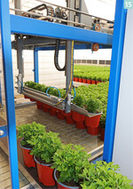 Die Pflanzenproduktion ist mit Topf- und Rückrobotern so weit wie möglich automatisiert.