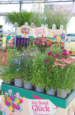 Konzept Ein Bund Glück": Stauden für schöne Beete und für frische, attraktive Blumensträuße.