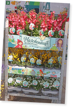 Konzept Märchenhaft": Balkonblumen und Stauden entführen in die Welt der Märchen.