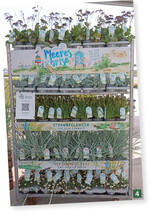 Konzept Meeresbrise": Strandpflanzen für Zuhause für Leute, die sich an den Urlaub am Meer erinnern wollen.