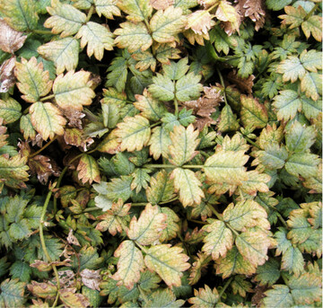 Acaena (Bild) undCotula sind sehr anfllig fr Spinnmilben.