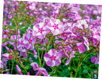 Phlox paniculata Sternhimmel