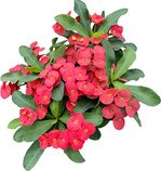 Hot Milii Rot großblumig