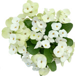 Hot Milii Weiß großblumig