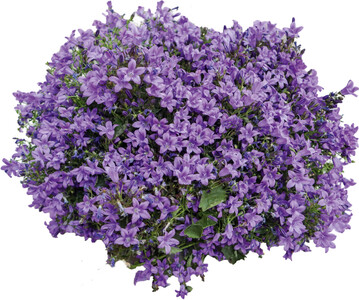 Campanula portenschlagiana Catharina