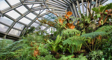 Zum Botanischen Garten Berlin gehren 15 Schaugewchshuser, hier das Farngewchshaus.