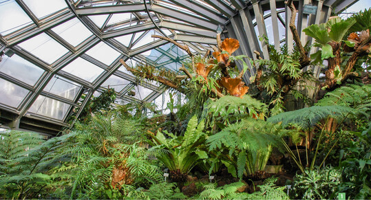 Zum Botanischen Garten Berlin gehren 15 Schaugewchshuser, hier das Farngewchshaus.