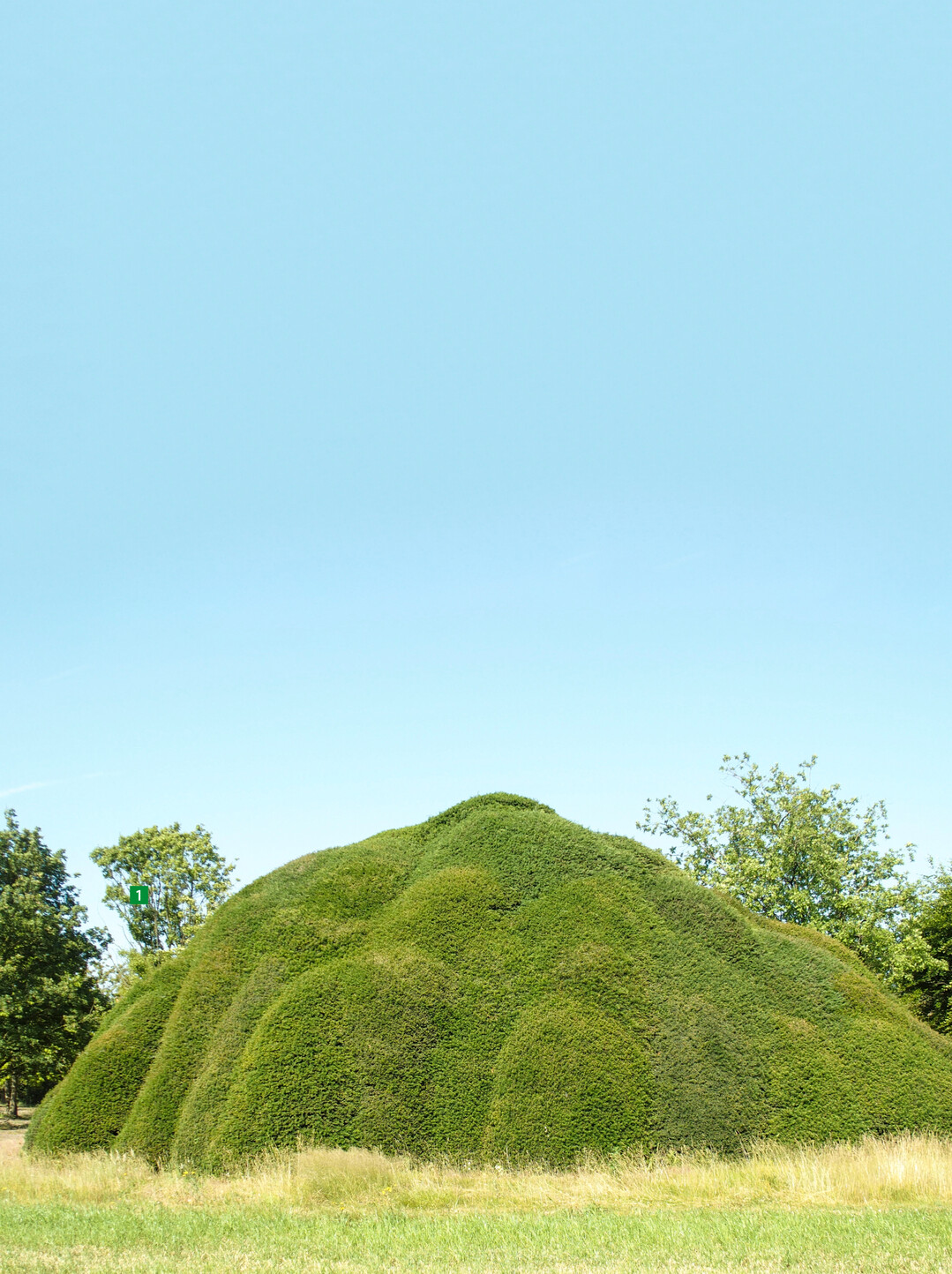 Beeindruckend ist diese Taxus-Wolke.