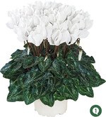 ‘Metis White Chantilly’ ist neu und bietet einen runden und dichten Pflanzenaufbau.