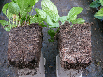 Omphalodes verna, links mit 55 % Torf und ohne Holzfaser, rechts mit 35 % Torf, 20 % Holzfaser und einer besseren Durchwurzelung (LVG Heidelberg 2020)