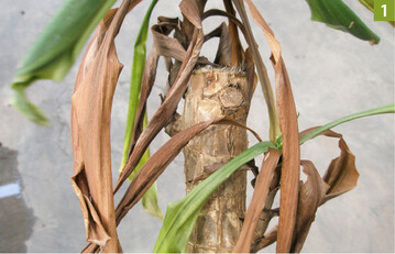 1) Bananentriebbohrer an Yucca, Dracaena