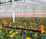 Blühende Landschaften: van Megen kultiviert Gerbera auf 15.000 m²